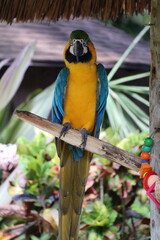 blue and yellow macaw