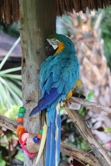 blue and yellow macaw