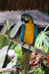 blue and yellow macaw