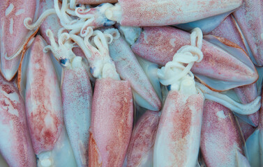Fresh squid on a tray of ice