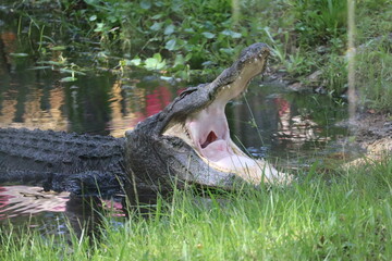 crocodile in the river
