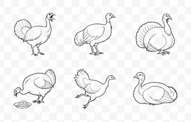 Fototapeta premium Print Turkey Line Art Vector Set Detailed Illustrations for Graphic Design and Creative Projects