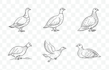 Print Grouse Line Art Vector Set Detailed Illustrations of Grouse Birds in Elegant Line Art Style