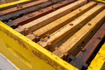 Honey bees swarm in the frame of the hive during the inspection of the hive by a beekeeper or a beekeeper in the apiary in summer.