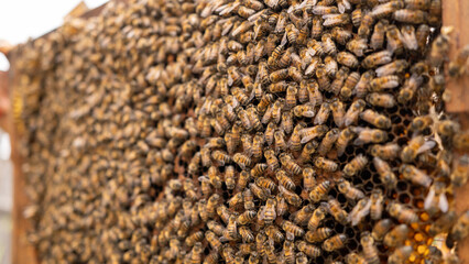 Honey bees swarm in the frame of the hive during the inspection of the hive by a beekeeper or a beekeeper in the apiary in summer.