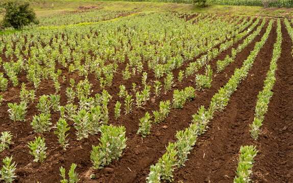 Plantaci&oacute;n de haba en el campo de Tlaxcala, Mexico cerca de las monta&ntilde;as