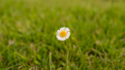 Flor aislada en el campo verde al amanecer.