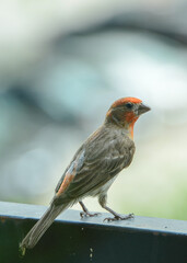 House Finch sitting on a balcony railing