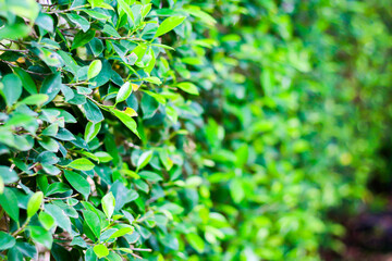 Beautiful picture of leaf and flowers growing in concept nature plants.