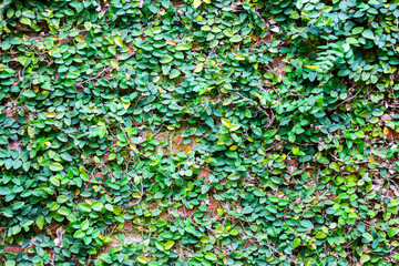 Leaf and vine in the wall with concept nature.