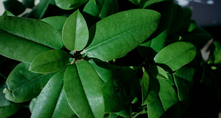 A snapshot of fresh green leaves against the background of nature.