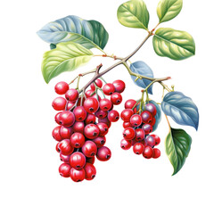 Fruit botanical tropical transparent, cut out