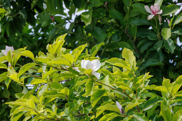 second blossom in summer on a white magnolia © were