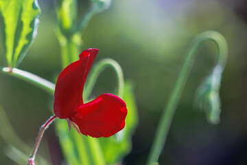 Bordeaux red flowers of sweet pea on a garden fence