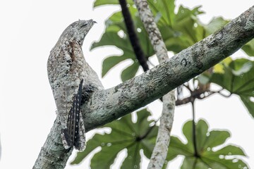 iguana on tree