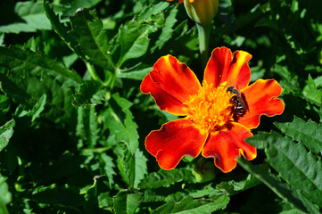 a honey bee is on a tagetes flower with green leaves copy space