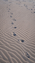 Obraz premium desert pattern