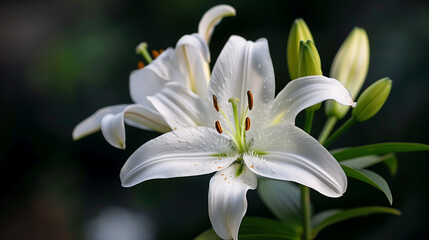 Fototapeta premium Elegant White Lily Flower in Full Bloom with Dark Green Foliage Background