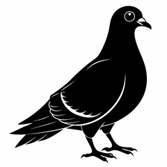 Pigeon Black silhouette