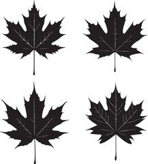 Maple Leaf Silhouette Package Vector Art Illustration Design with a white background
