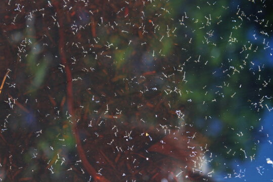 Stechm&uuml;ckenlarven im Wasser im Garten