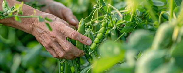A close-up of hands picking fresh peas from a vine, with more green pea pods visible in the background.