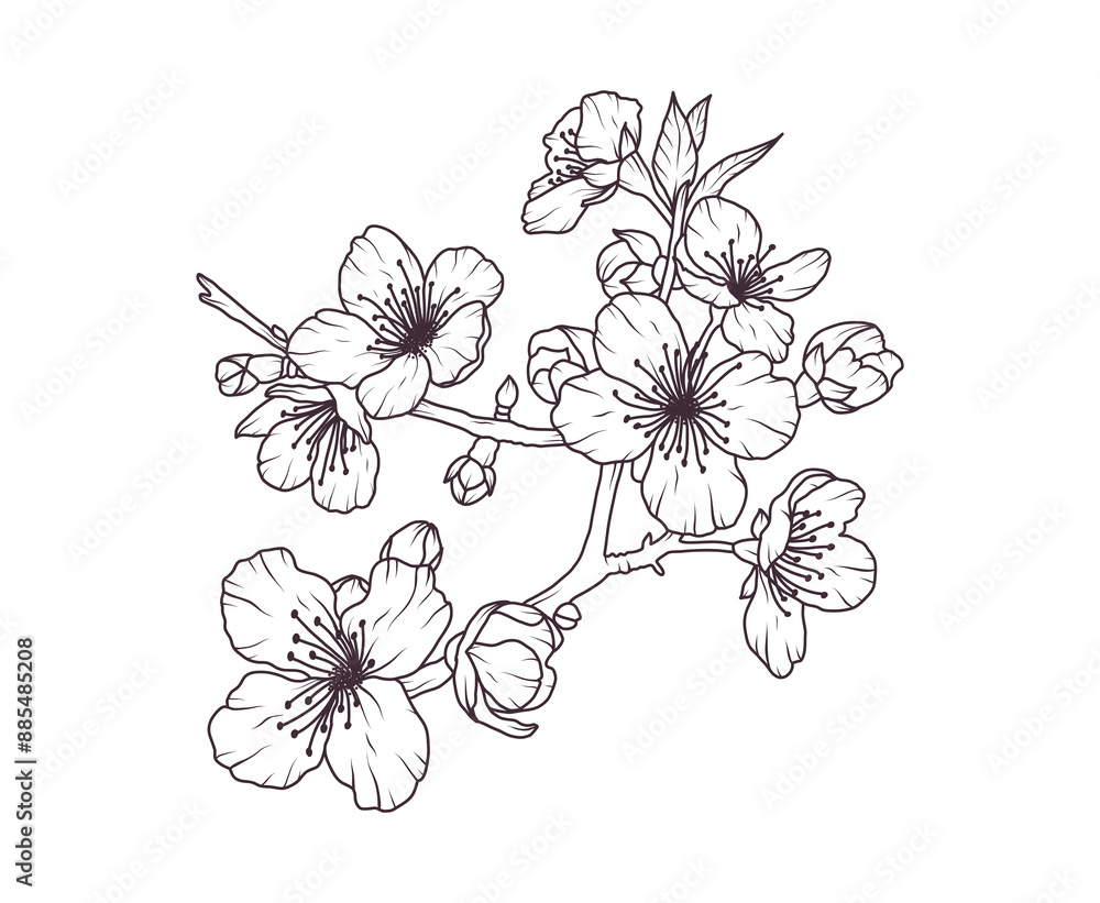 Wall mural sakura flower branch hand drawn black floral sketch. cherry blossom japanese twigs line art. spring 