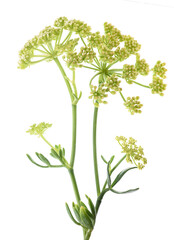 Sea fennel