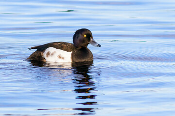 Fototapeta premium A common diving duck, the Tufted Duck, swims in the clear water of a lake. 