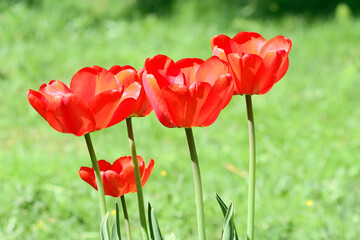 Fototapeta premium Blooming red tulips on a green spring meadow, solar illumination.
