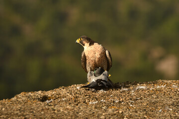 halcon peregrino se alimenta de una presa
