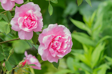 A flowering bush of the park pink rose of the Dieter Müller variety in a garden plot.