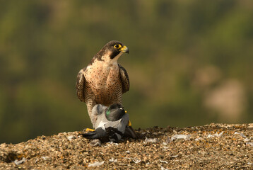 halcon peregrino se alimenta de una presa