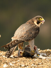 halcon peregrino se alimenta de una presa