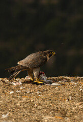 halcon peregrino se alimenta de una presa