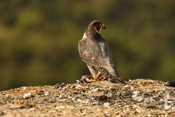 halcon peregrino con una presa