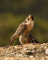 halcon peregrino se alimenta de una presa