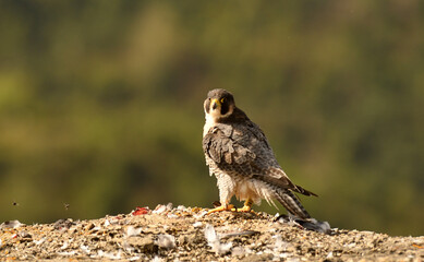 halcon peregrino se alimenta de una presa