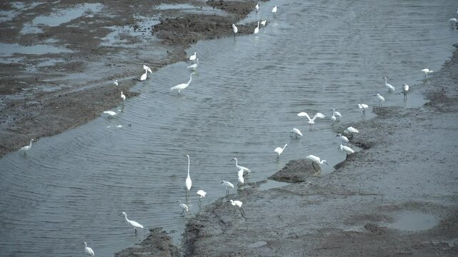 Egrets feeding on mud beach. River into the mangrove forest. Wetlands Ramsar Convention Concept.