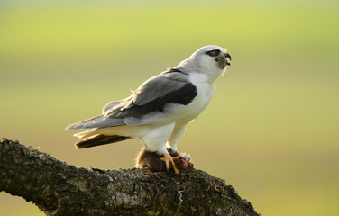 Un elanio de alimenta de su presa en un posadero