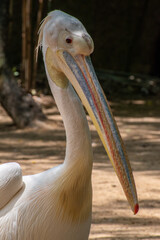 Great white pelecan pose for my len