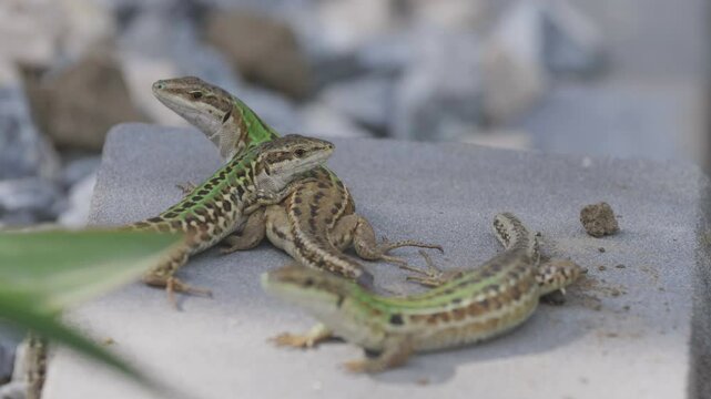 Three Italian wall lizards (Podarcis siculus) on a stone