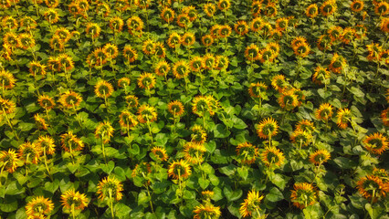 Obraz premium Sunflower flowers in the field, top view.