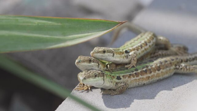 Three Italian wall lizards (Podarcis siculus) bask together on a stone curb, social behavior