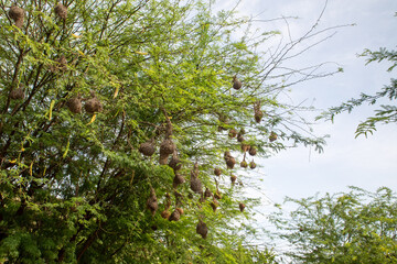 Benguela