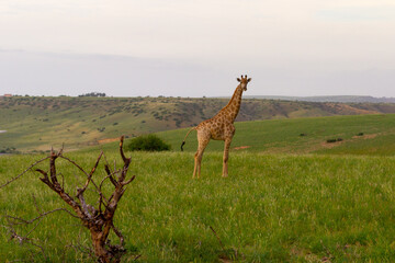 Benguela