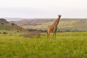 girafa