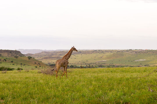girafa