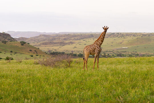 girafa