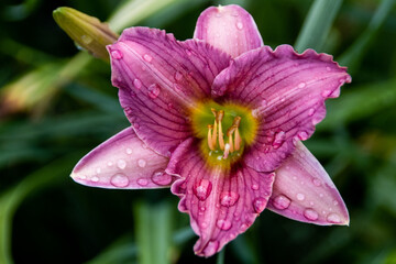 lily after the rain